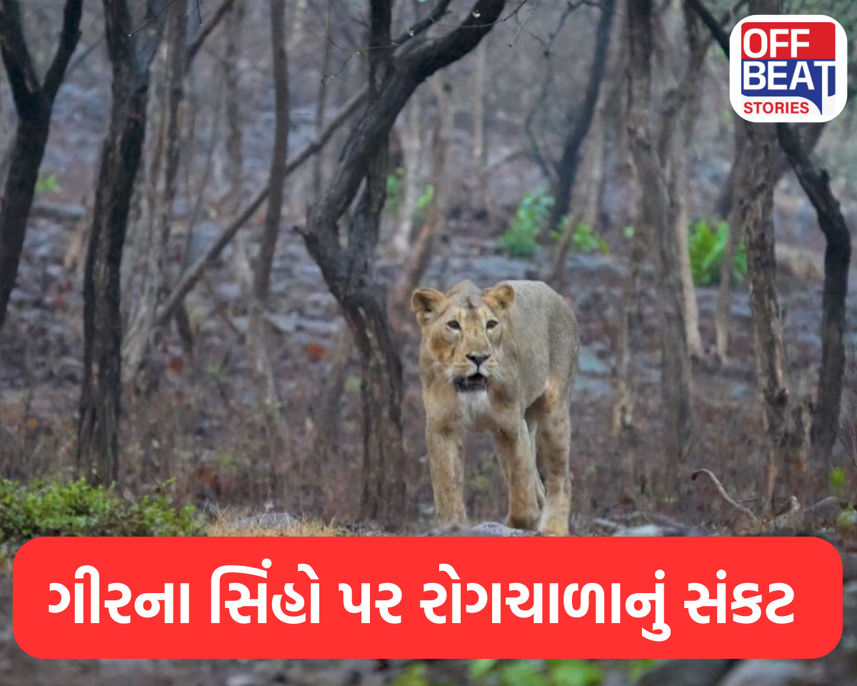 ગીરના સિંહો પર રોગચાળાનું સંકટ