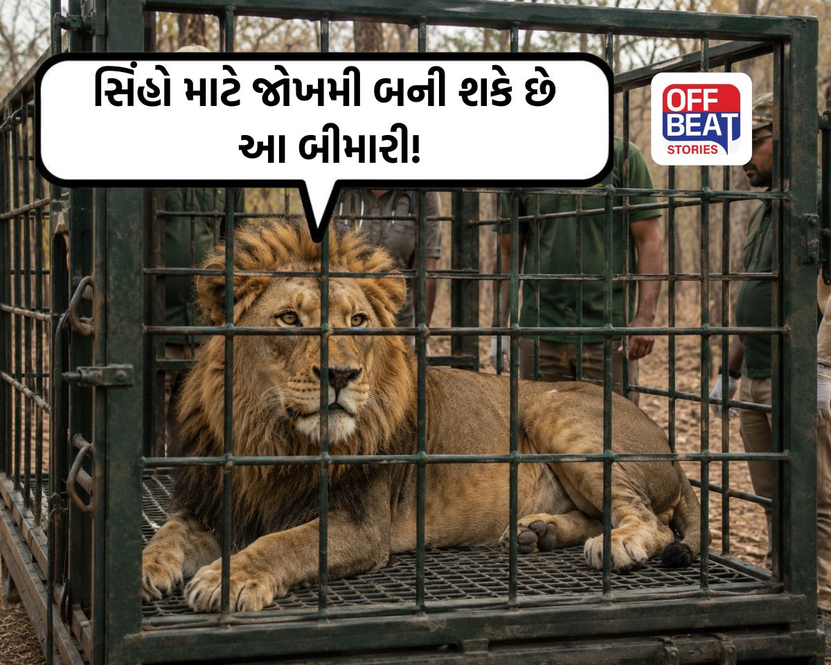 ગીરમાં સિંહબાળના મોત બાદ વન વિભાગ એક્શનમાં