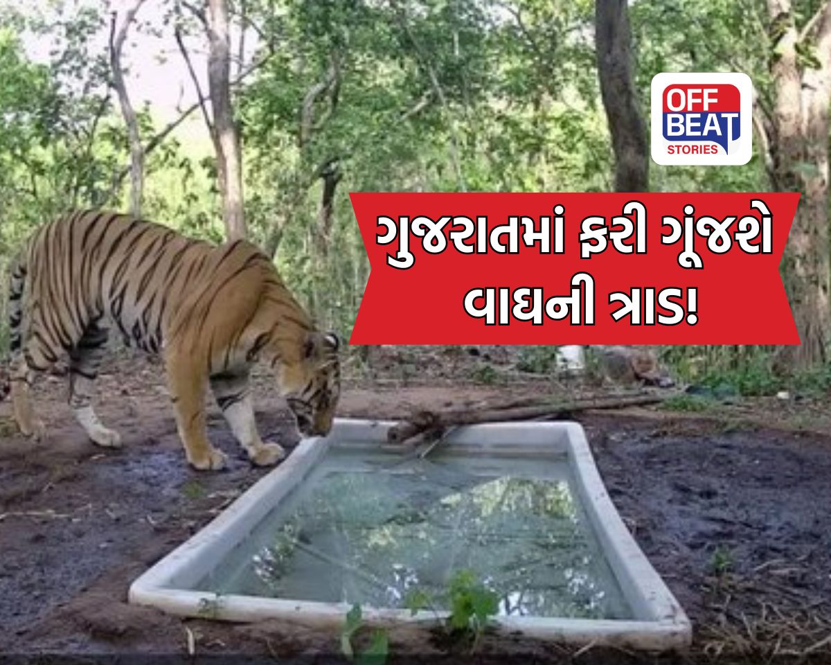 ગુજરાત આવેલા વાઘનો વંશવેલો વધારવા સરકારનો મોટો નિર્ણય