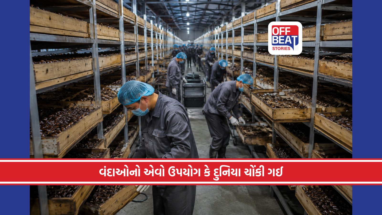 આ દેશમાં કરવામાં વંદાઓનો ઉછેર