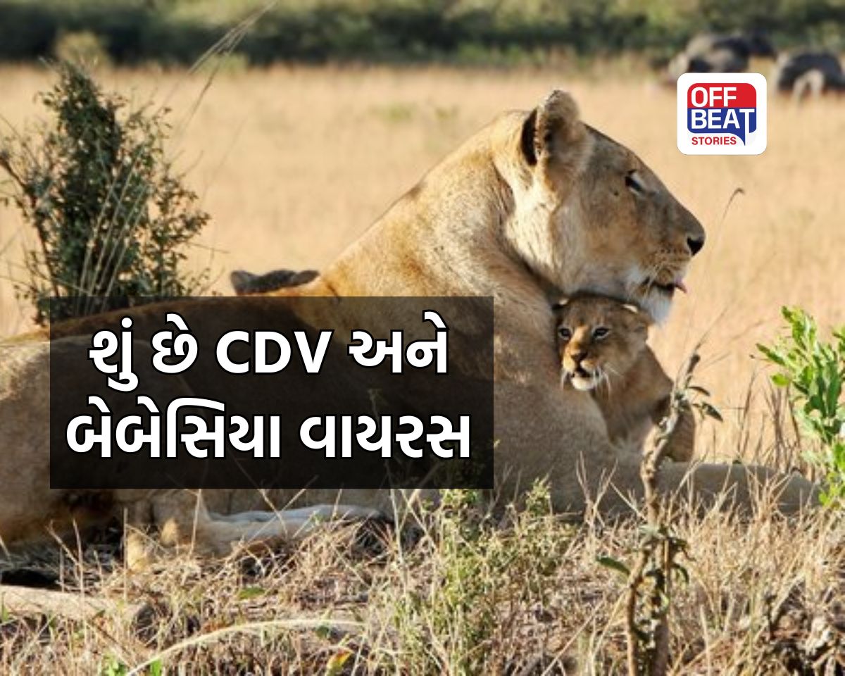 Gir Lions CDV Virus Babesia disease