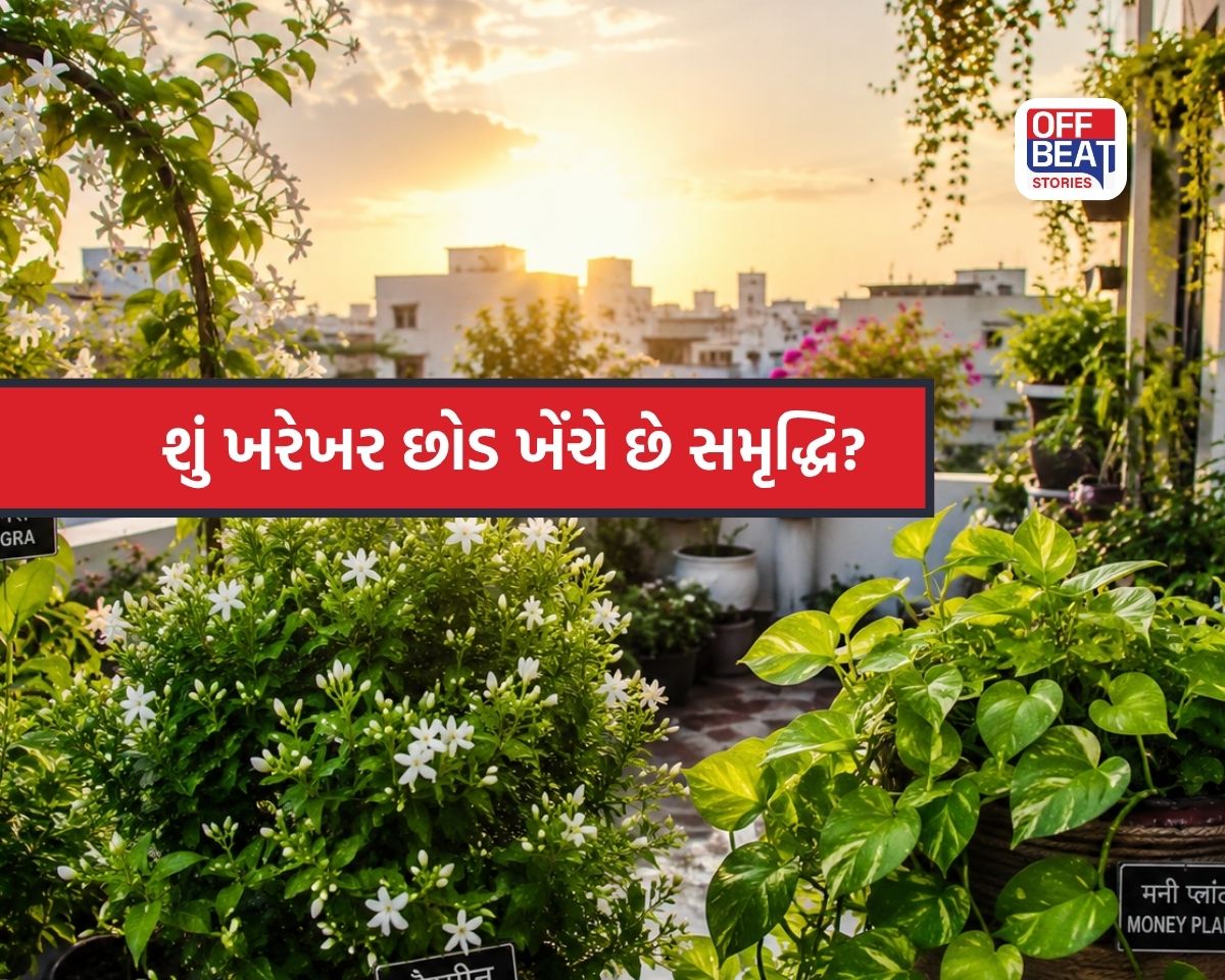 છત પર આ છોડ લગાવતાં જ બદલાઈ જશે નસીબ!