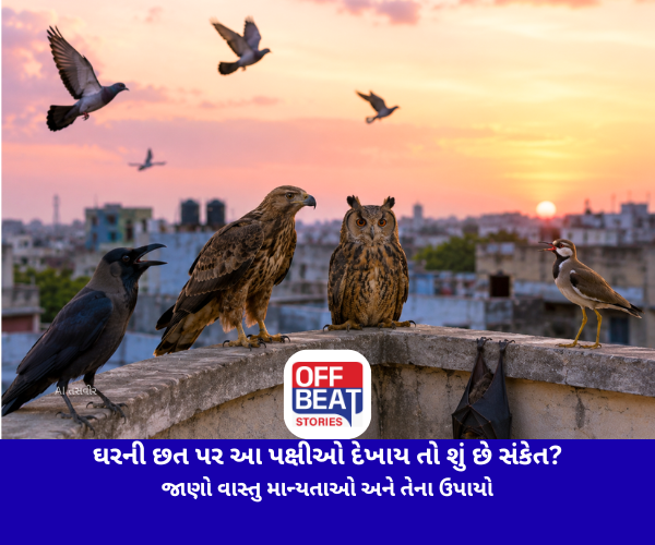 Vastu Tips, Birds on Roof, Owl Sign