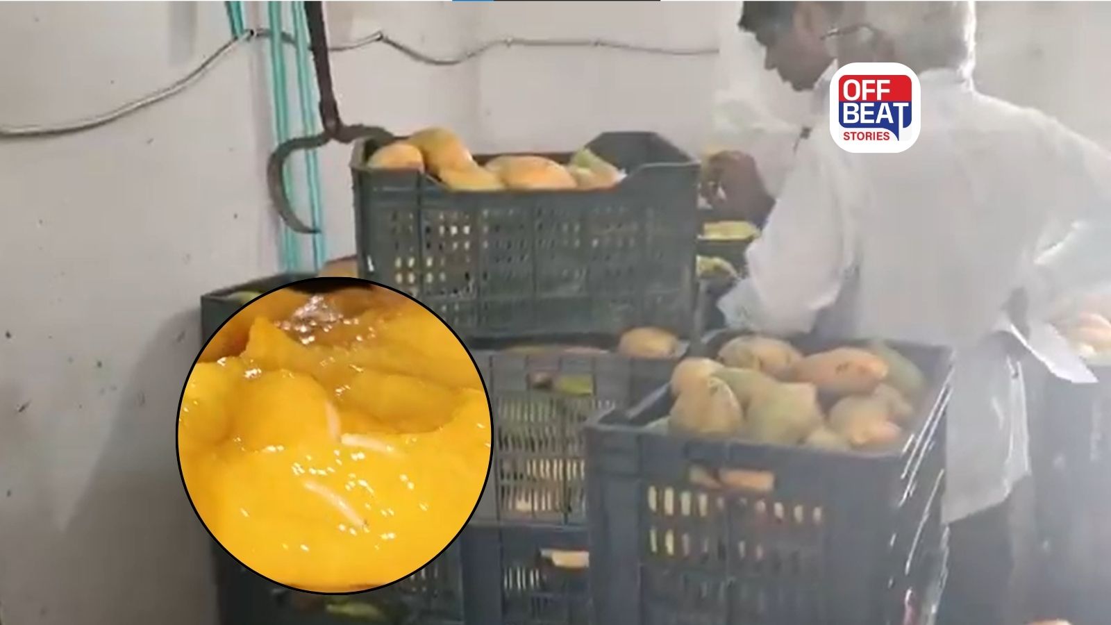 મહેસાણામાં સડેલી અને કીડા પડેલી કેરીનો મોટો જથ્થો જપ્ત