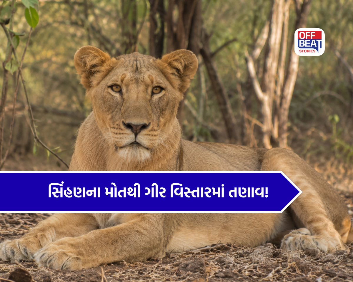અમરેલીમાં સિંહણના મોતથી ખળભળાટ