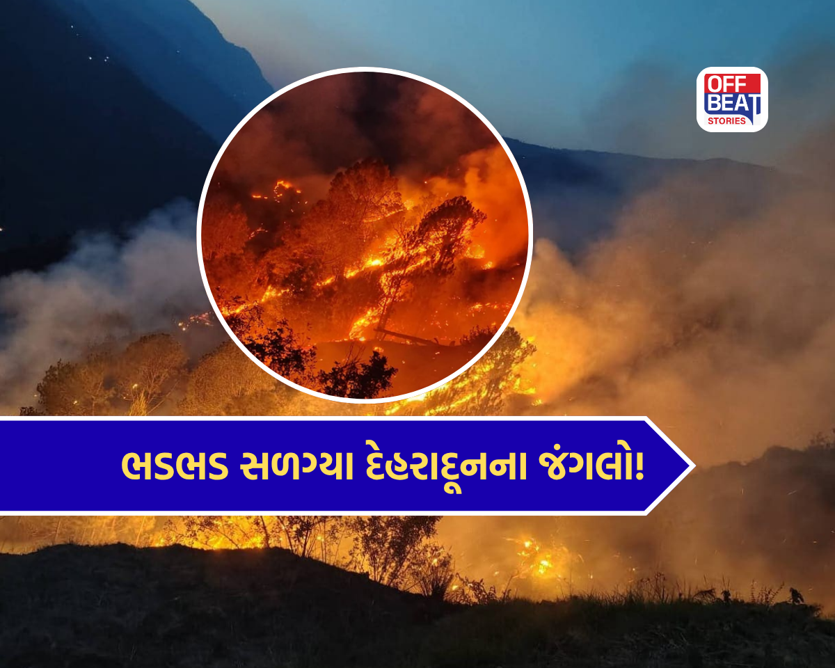 દેહરાદૂનના જંગલોમાં આગે મચાવી ભારે તબાહી!