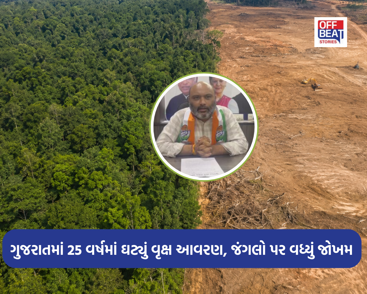 વન વિભાગની જમીનો અન્ય કામોમાં કેમ કરાઈ ડાયવર્ટ?