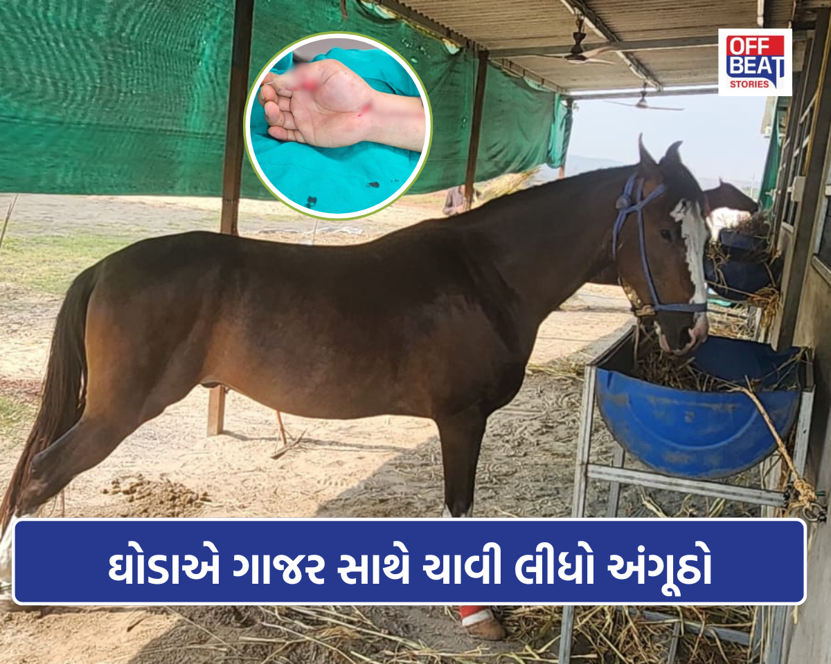 ઘોડાએ ગાજર સાથે NRIનો અંગૂઠો ચાવી લીધો