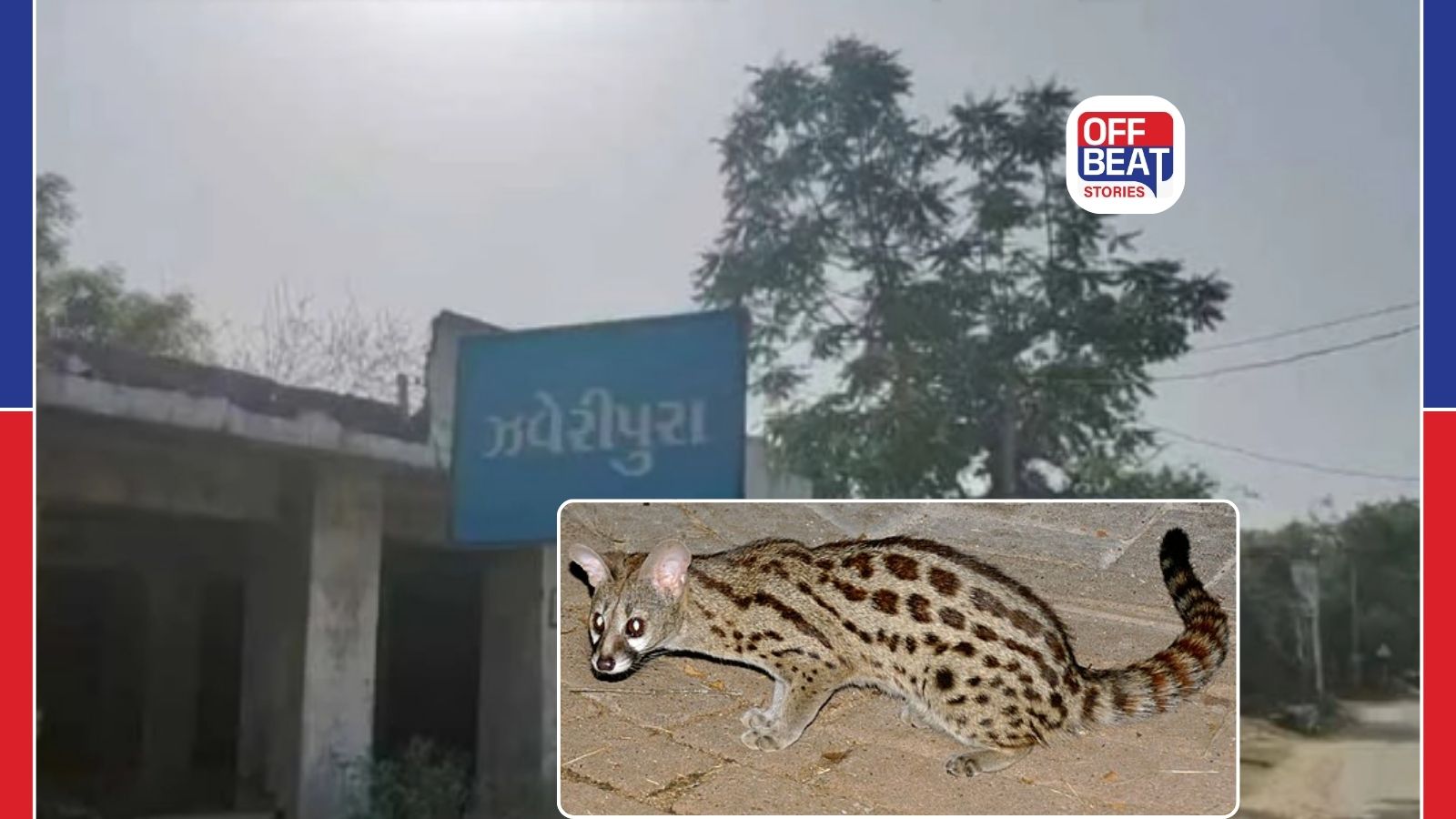સાવલી નજીક દુર્લભ ‘વનયાર’ નો વાહનની ટક્કરથી અકસ્માત
