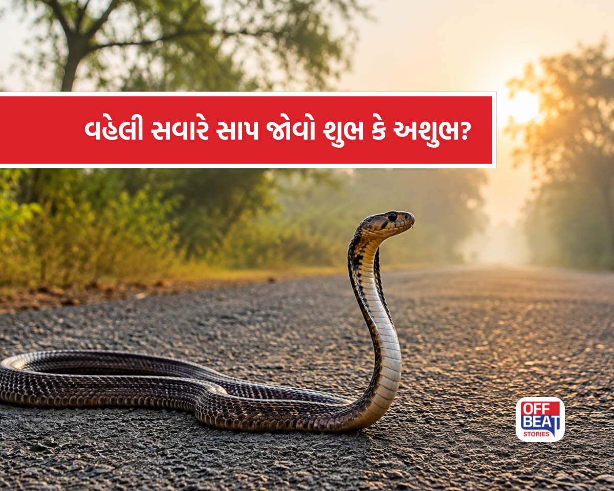 વહેલી સવારે રસ્તા પર અચાનક સાપ દેખાય તો શું થાય?