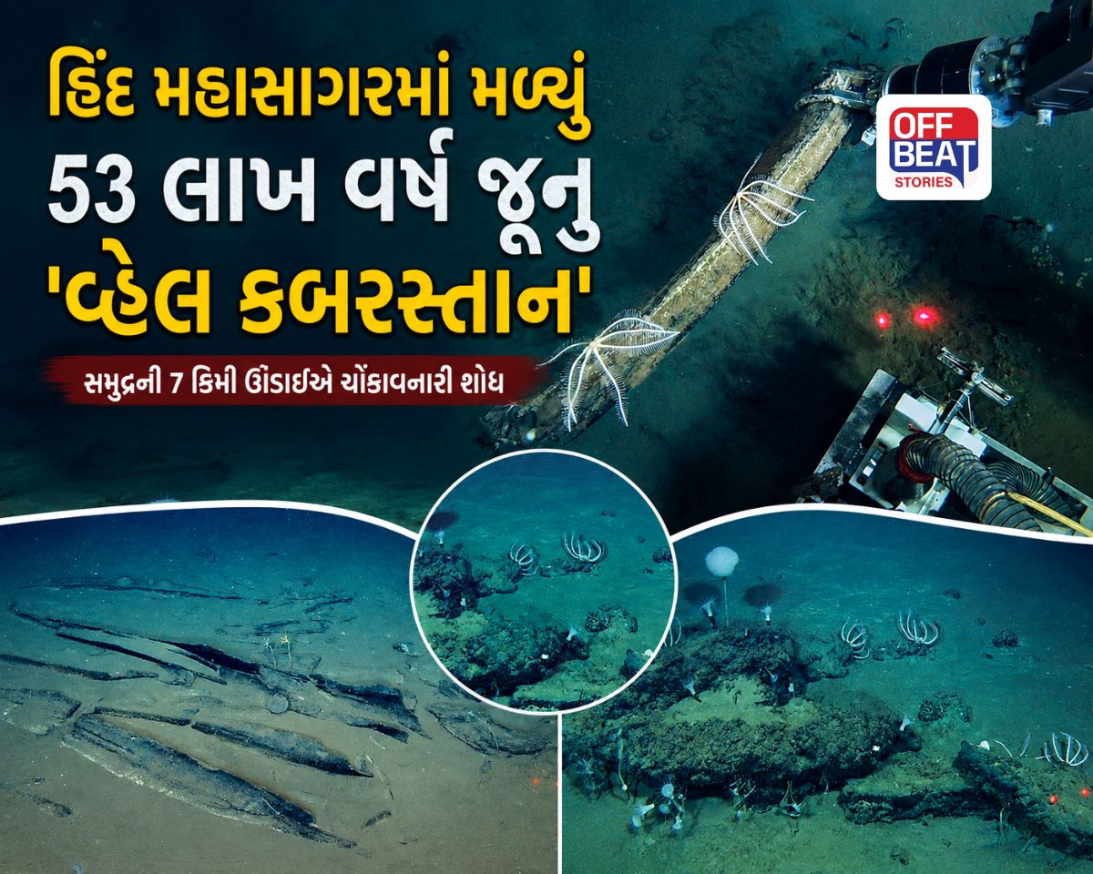 હિંદ મહાસાગરમાં મળ્યું 53 લાખ વર્ષ જૂનું ‘વ્હેલ કબ્રસ્તાન’