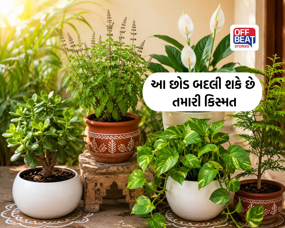 તુલસીની સાથે લગાવો આ 4 શુભ છોડ