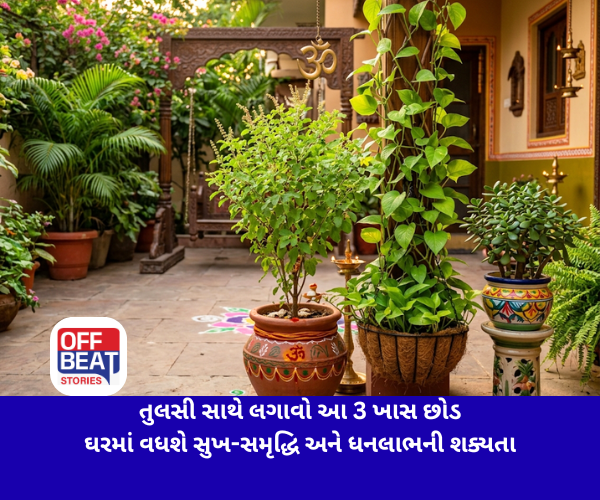 તુલસી સાથે લગાવો આ 3 ખાસ છોડ