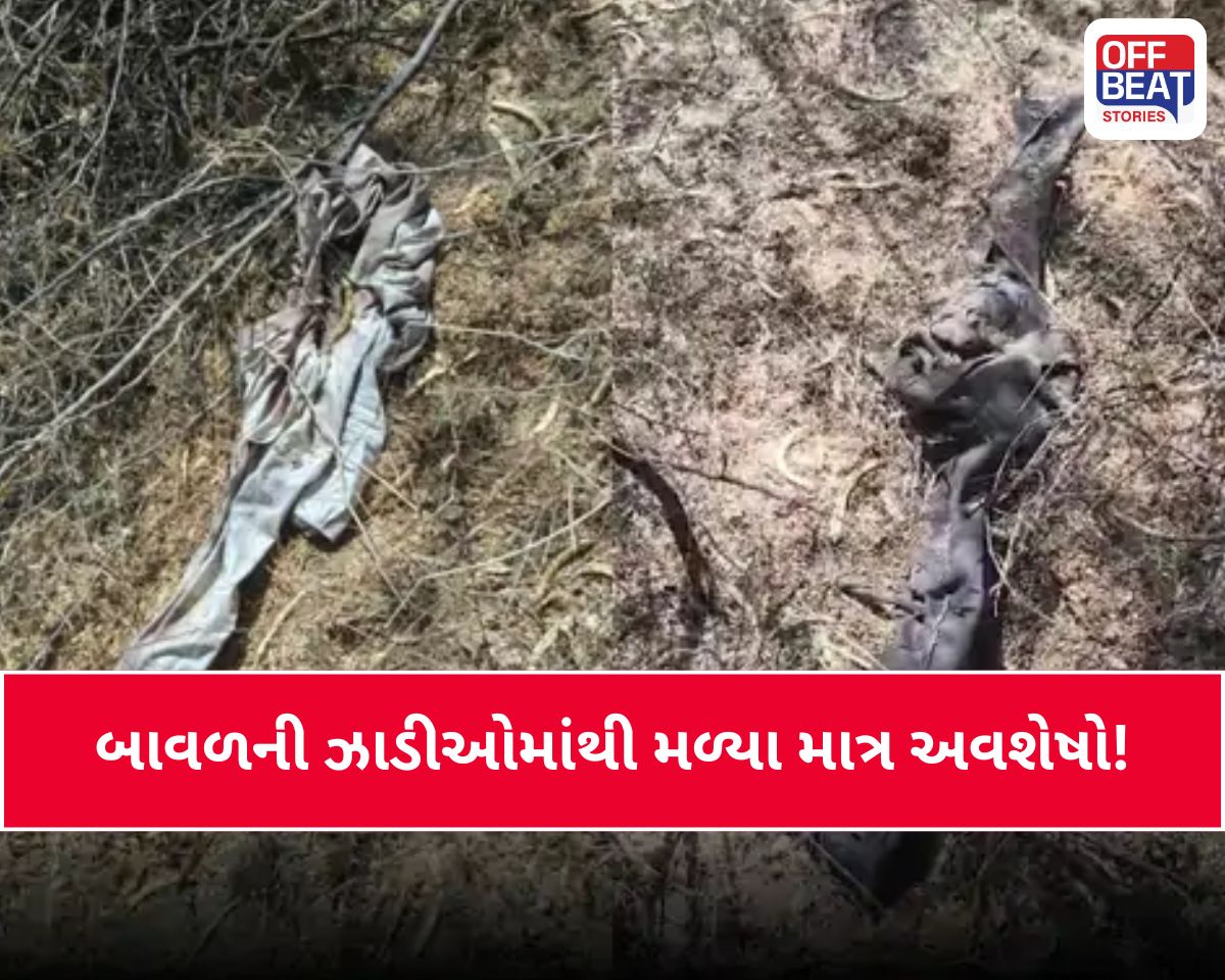 અમરેલી બાદ મહુવામાં સિંહનો આતંક
