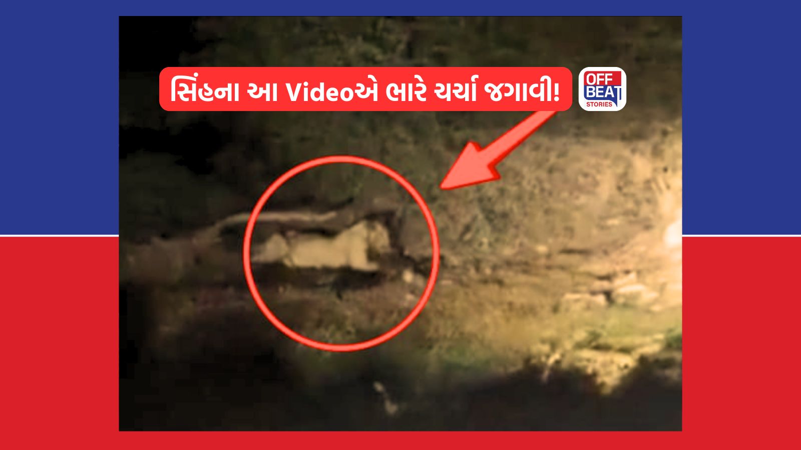 અમરેલીમાં યુવકના શિકાર બાદ કેમેરામાં કેદ થયો મિજબાની માણતો સિંહ