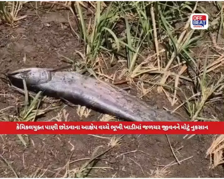ભરૂચ જિલ્લાના વિલાયત ખાતે ભૂખી ખાડીમાં મોટી સંખ્યામાં માછલાઓના મોત