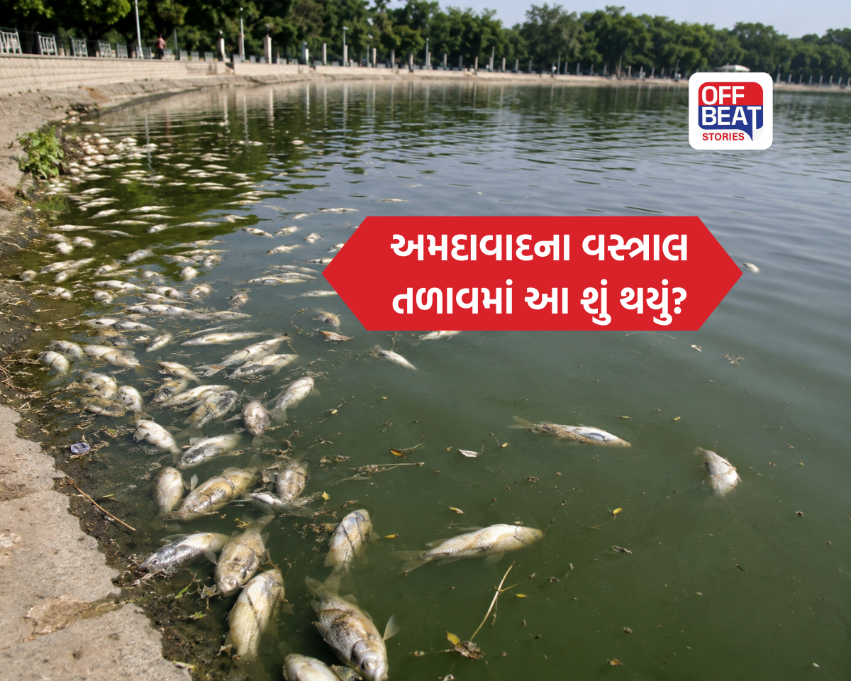ટપોટપ સેંકડો માછલીઓના મોતથી હડકંપ