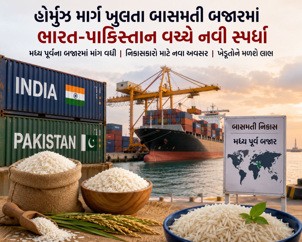 ભારતની બાસમતી બાદશાહત કાયમ રહેશે કે પાકિસ્તાન બાજી પલટશે?