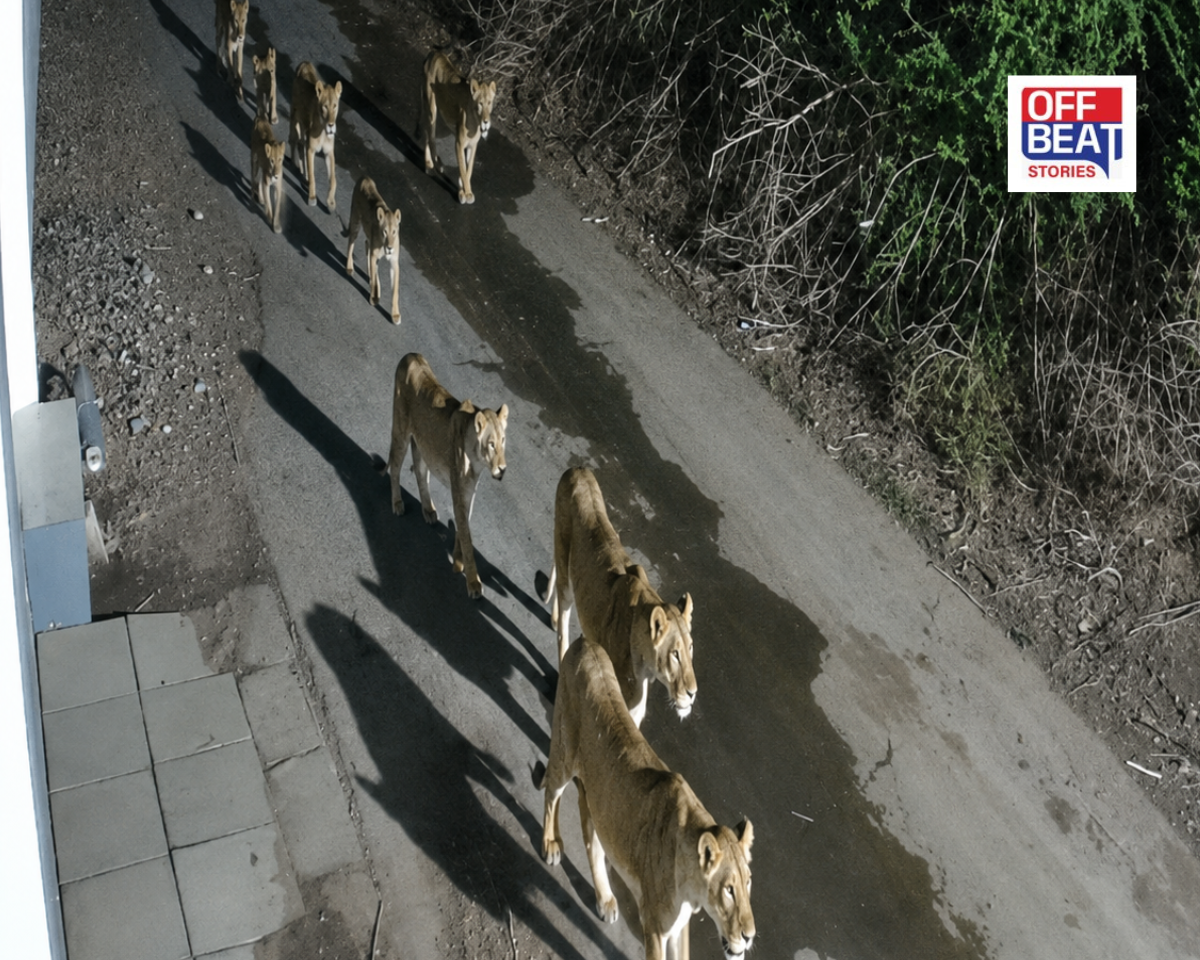 2-4 નહીં, એક સાથે અનેક સિંહોની લટાર