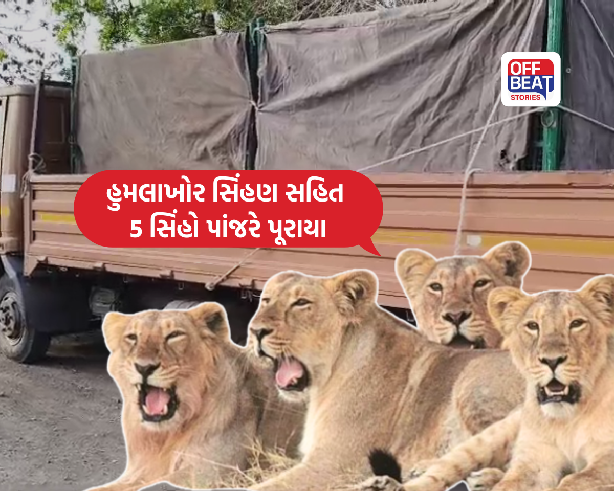 અમરેલીમાં સિંહોના આતંકથી બે મોતના પગલે વન વિભાગ એક્શનમાં