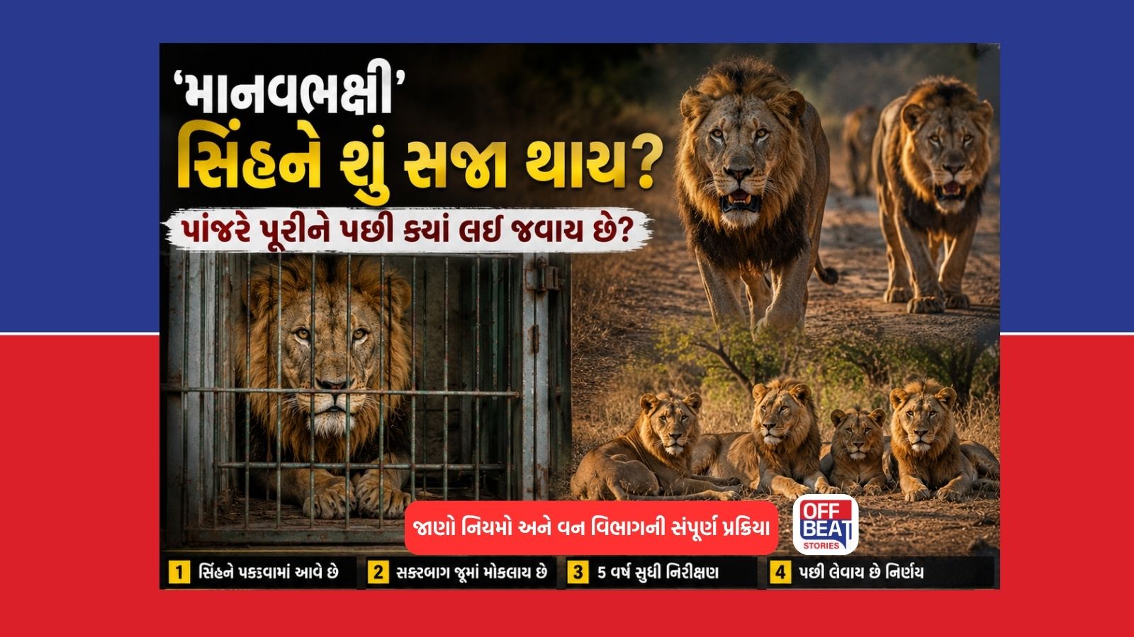 'માનવભક્ષી' સિંહને શું સજા થાય છે?