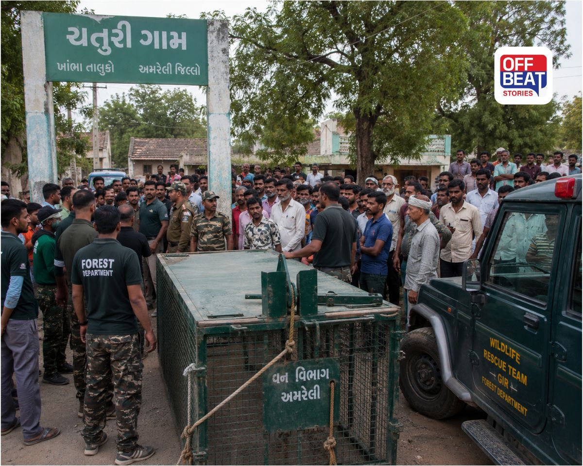 અમરેલીમાં ફરી સિંહણનો જીવલેણ હુમલો!