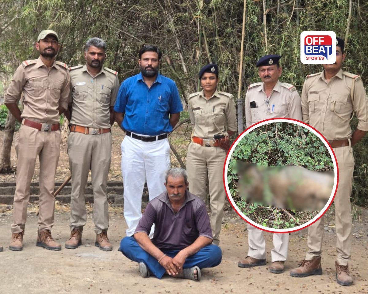જૂનાગઢમાં સિંહબાળના મોત કેસમાં મોટી કાર્યવાહી!