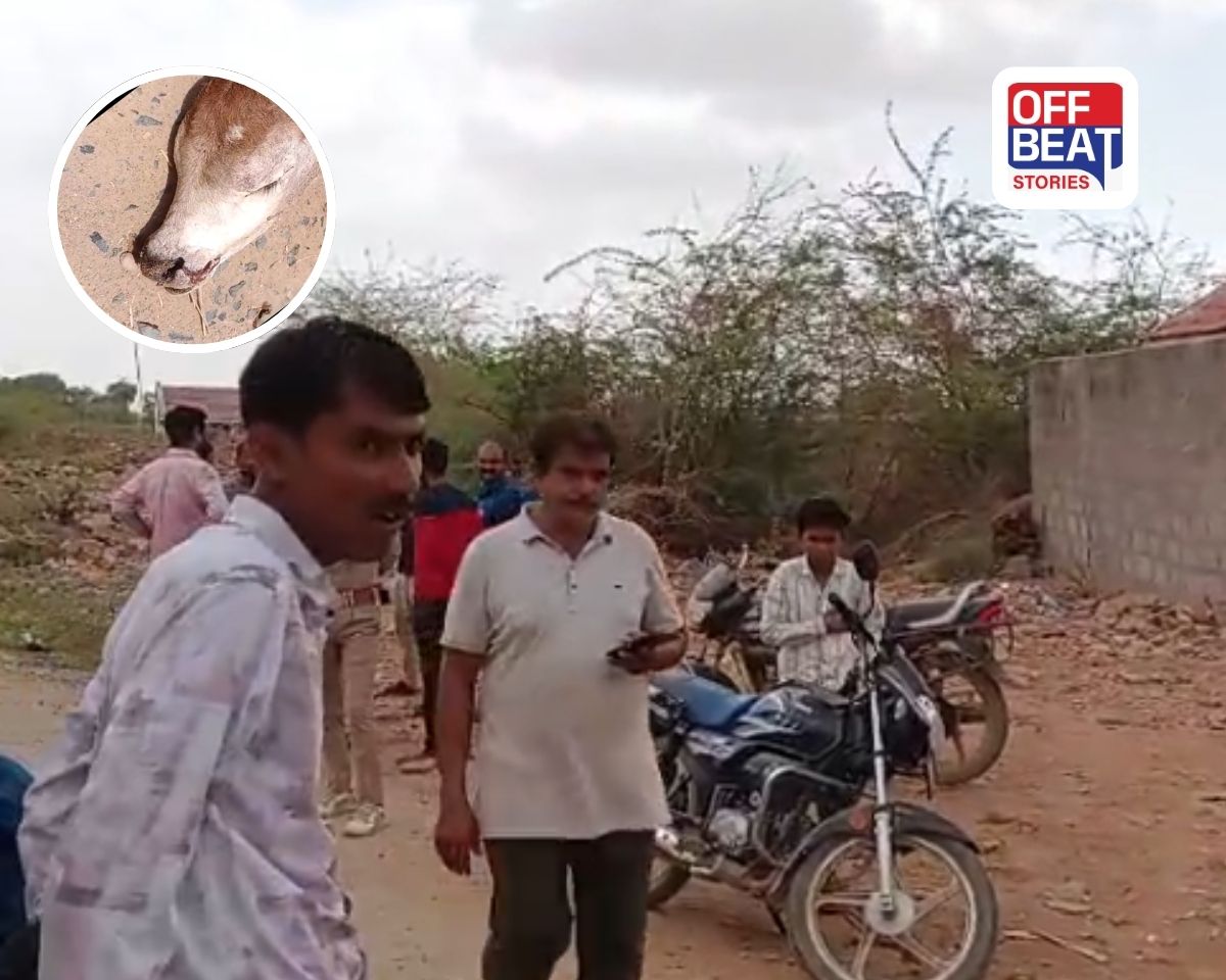 રાપરના રામવાવ ગામે ગૌવંશનું કપાયેલું માથું મળતા ચકચાર