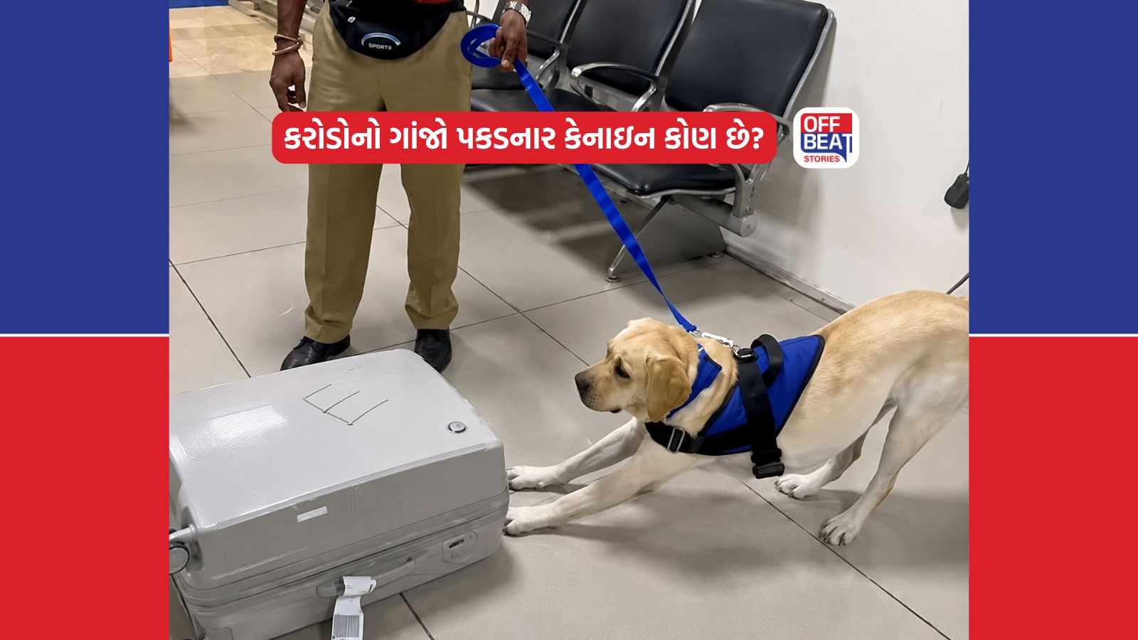 Video: કસ્ટમ્સનો જેમ્સ બોન્ડ બન્યો એક વર્ષનો જિનિયસ સ્નિફર ડોગ કેનાઇન