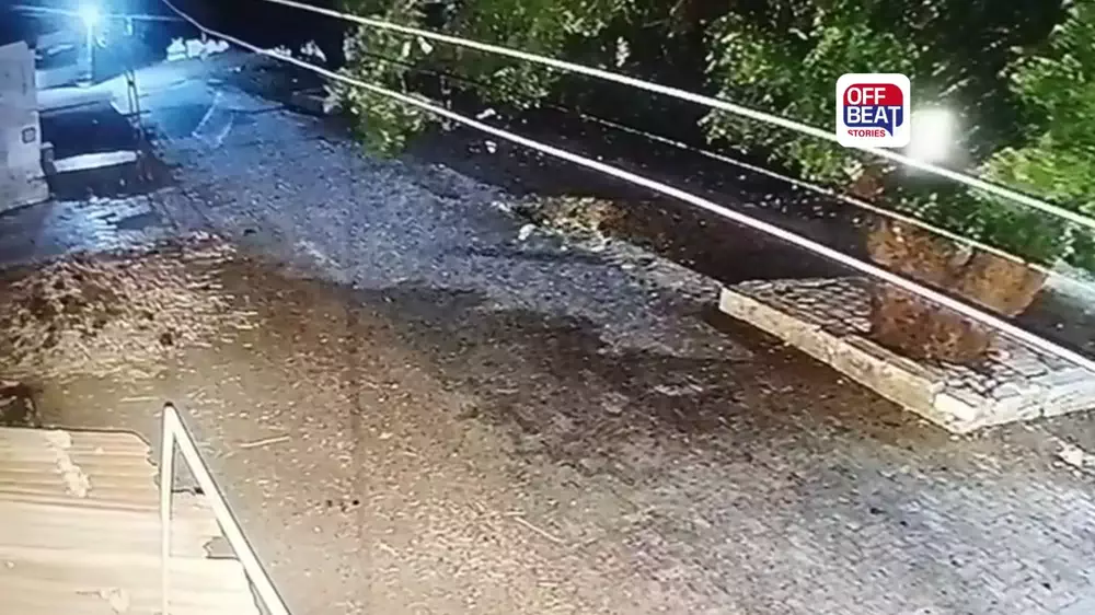ભાવનગરના શાંતિનગર ગામે સિંહનો આતંક