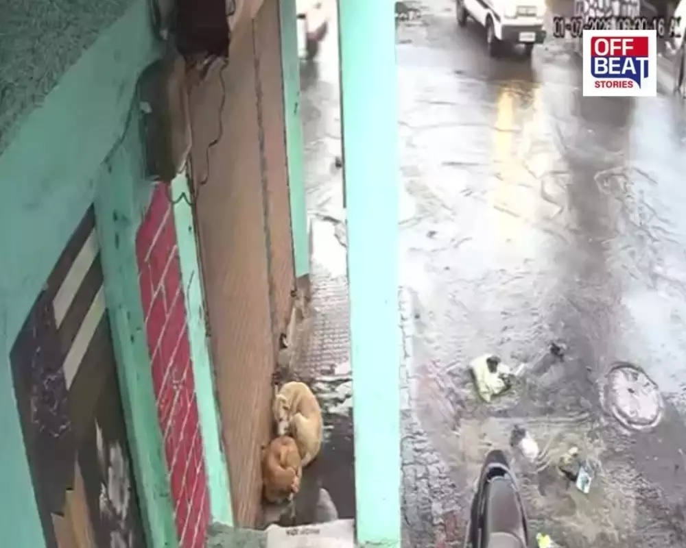 સુરતમાં પાલિકાની કામગીરી પર ફરી ઉઠ્યા સવાલો