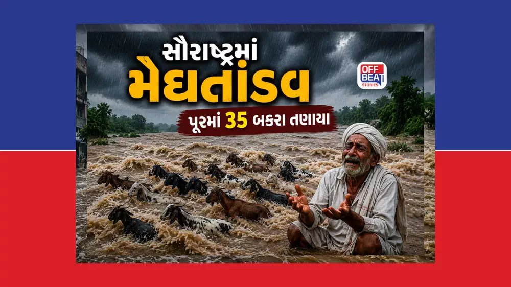 સૌરાષ્ટ્રમાં મેઘતાંડવ, રાજુલામાં પૂરમાં 35 બકરા તણાતા રડ્યો માલધારી