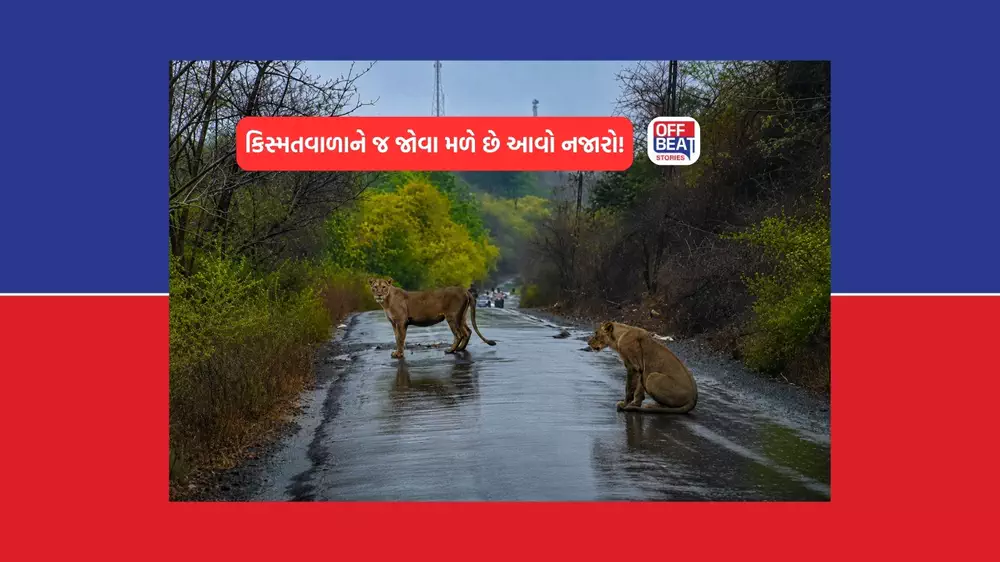 રોડ પર બેસી વરસાદની મજા માણતા નજરે પડ્યા સિંહ