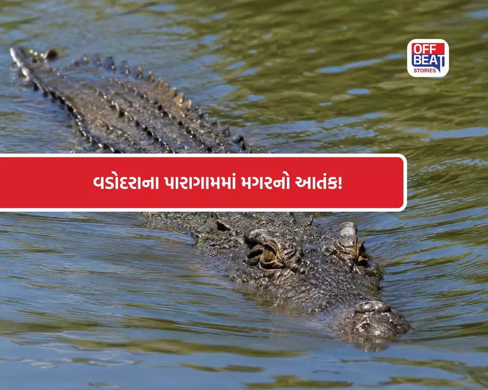 વડોદરાના ડભોઇમાં કાળ બનીને ત્રાટક્યો મગર!