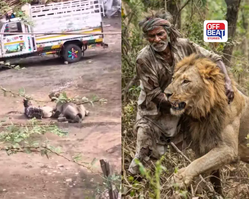 લલ્લુભાઈની સિંહ સાથે સંઘર્ષની 10 મિનિટ