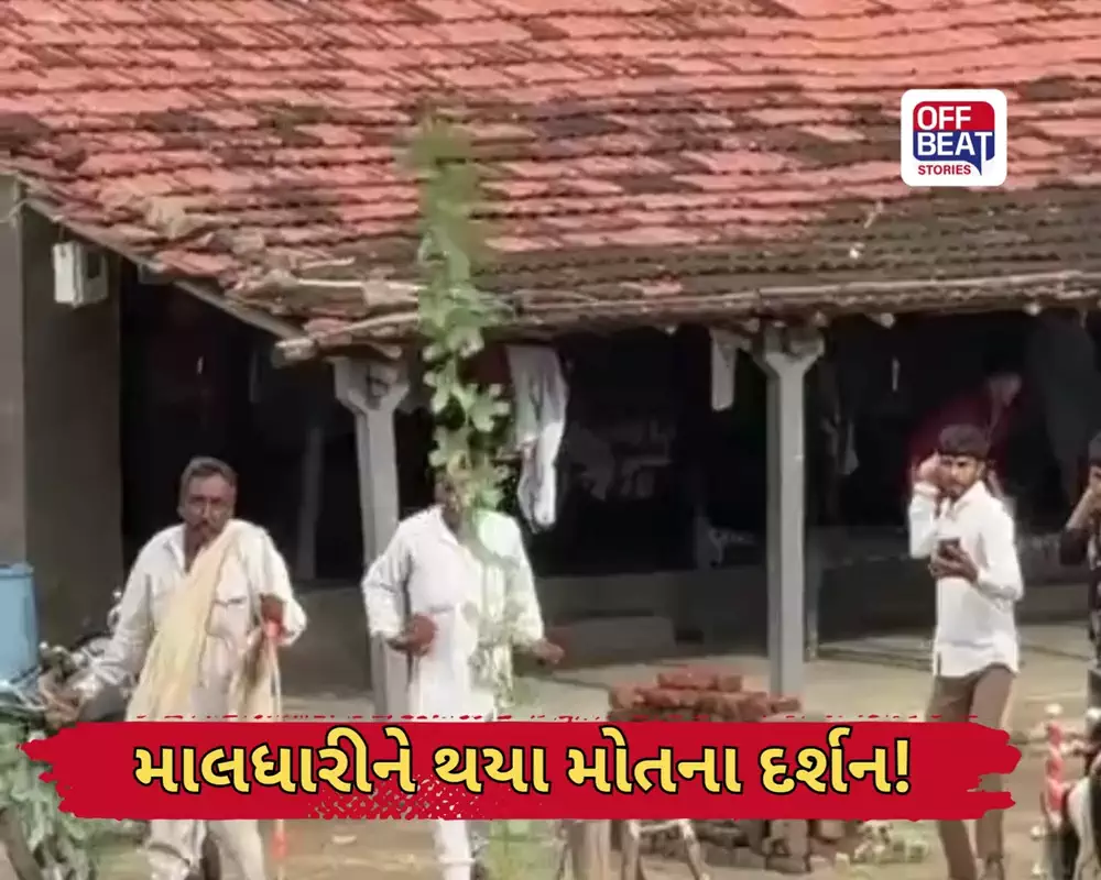 સિંહના સકંજામાંથી કઇ રીતે છૂટ્યો માલધારી?
