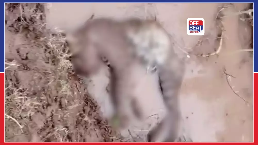 અમરેલીમાં દીપડો મૃત હાલતમાં મળતા ચકચાર
