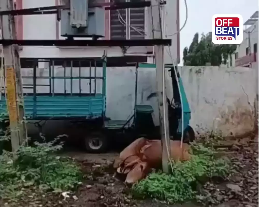ભાવનગરમાં વરસાદ વચ્ચે વીજ કરંટથી ગાયનું મોત