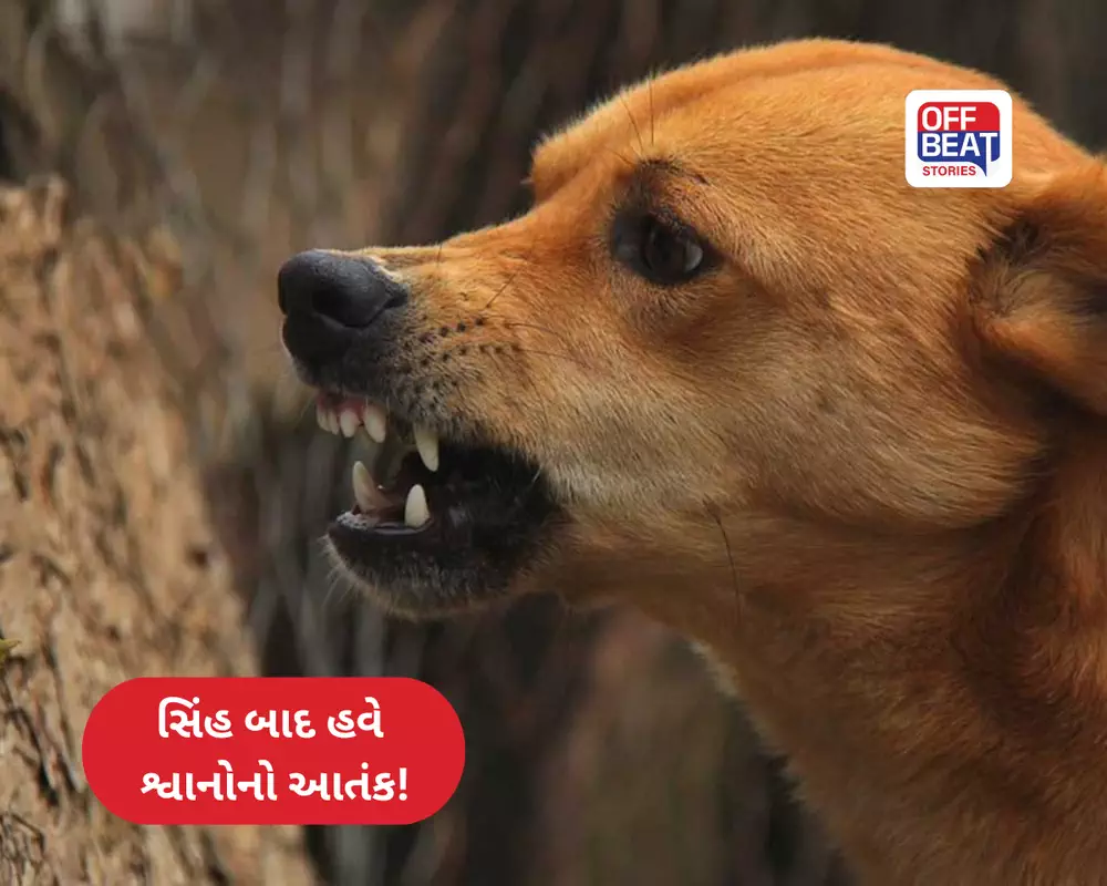 સિંહ અને દીપડા બાદ હવે રખડતા શ્વાનોનો આતંક!