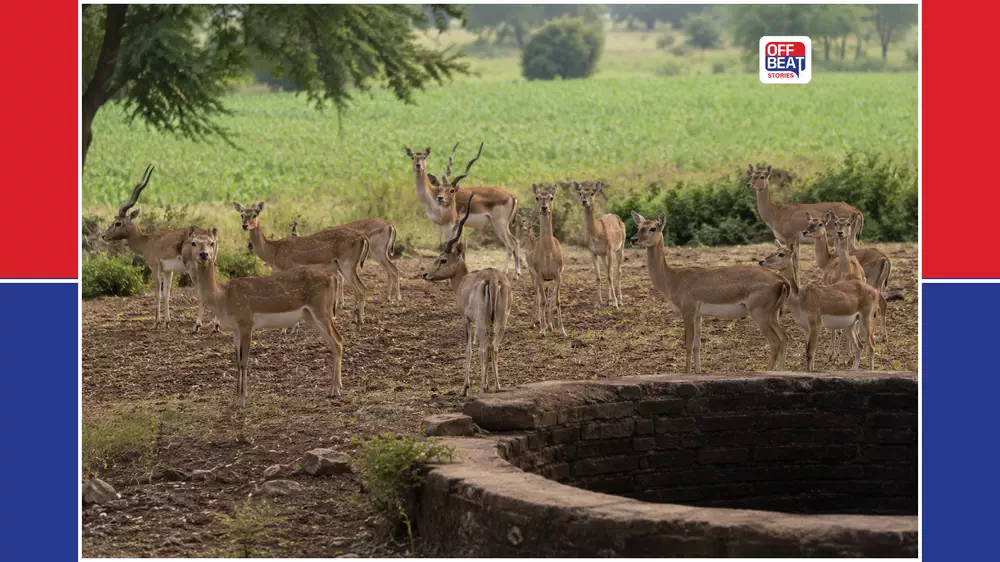 જીવ બચાવવા દોડ્યાં... પરંતુ સામે હતો મોતનો કૂવો!