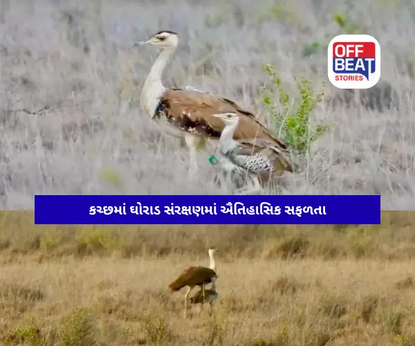કચ્છમાં ઘોરાડ સંરક્ષણમાં ઐતિહાસિક સફળતા