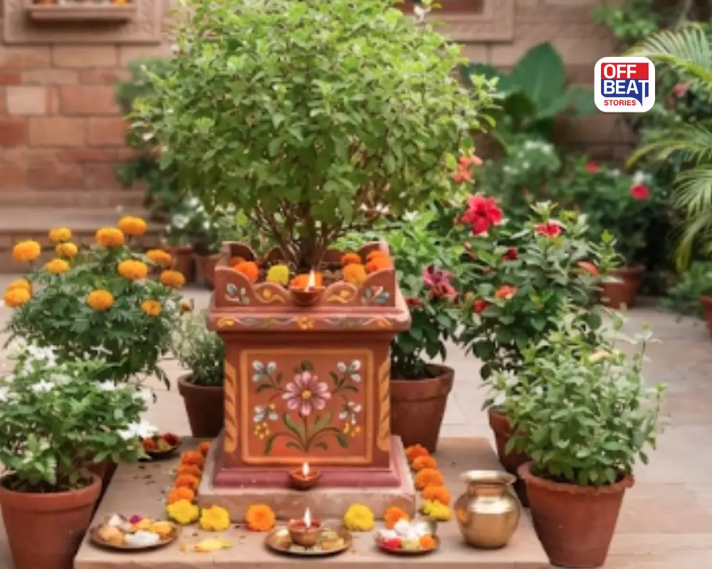 તુલસી પાસે ભૂલથી પણ ન લગાવો આ 6 છોડ!
