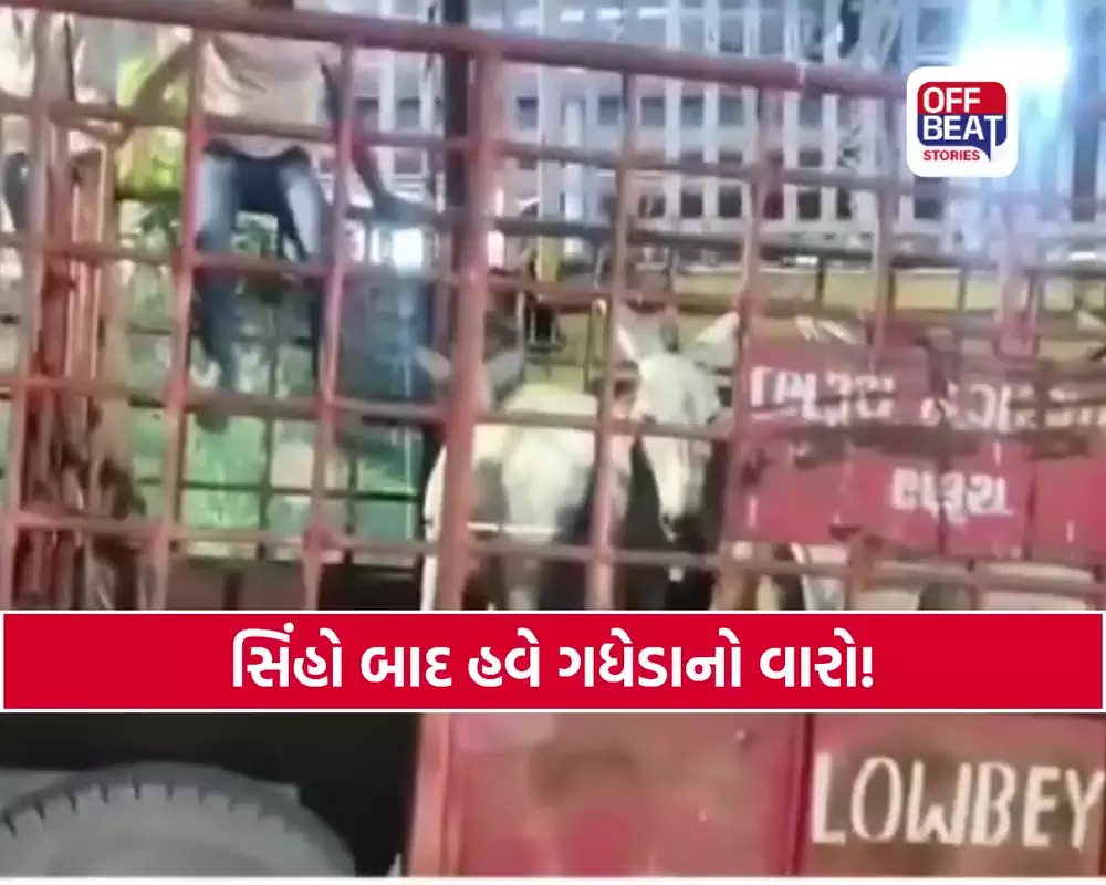 'સિંહો બાદ હવે ગધેડાનો વારો!'