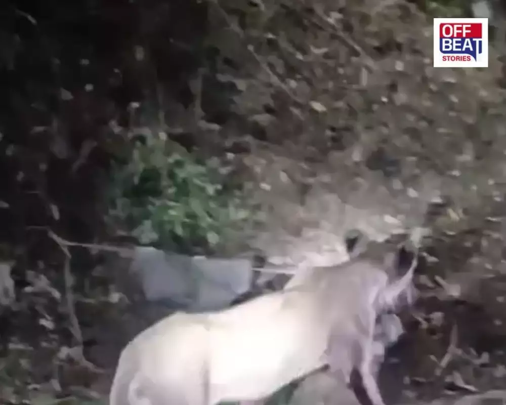 અમરેલીના ધારીના ફતેગઢ ગામમાં 7 સિંહો ઘૂસ્યા