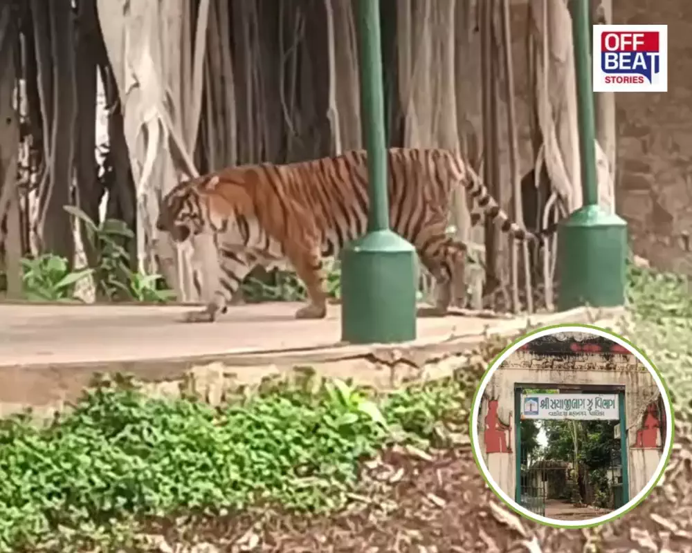 વડોદરાને મળશે વિશ્વસ્તરીય વાઈલ્ડલાઈફ સફારી પાર્ક