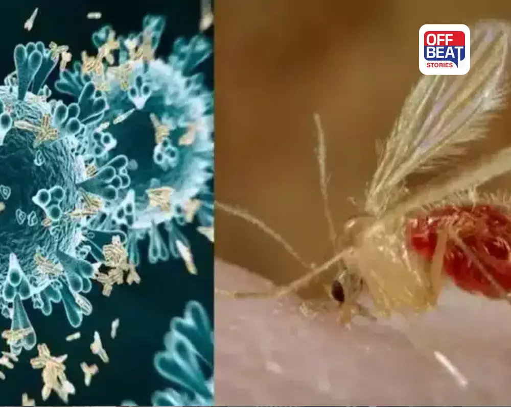 ગાંધીનગર સિવિલ હોસ્પિટલમાં ચાંદીપુરા વાયરસના બે શંકાસ્પદ કેસ