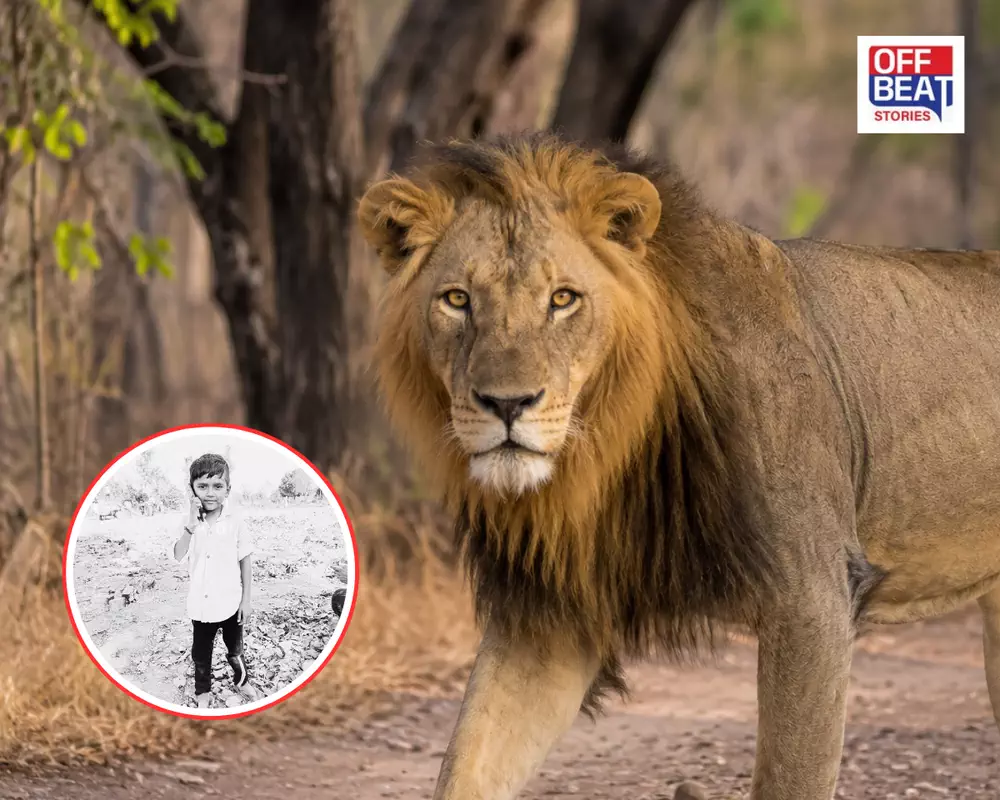 ગિરનારમાં હચમચાવનારી ઘટના