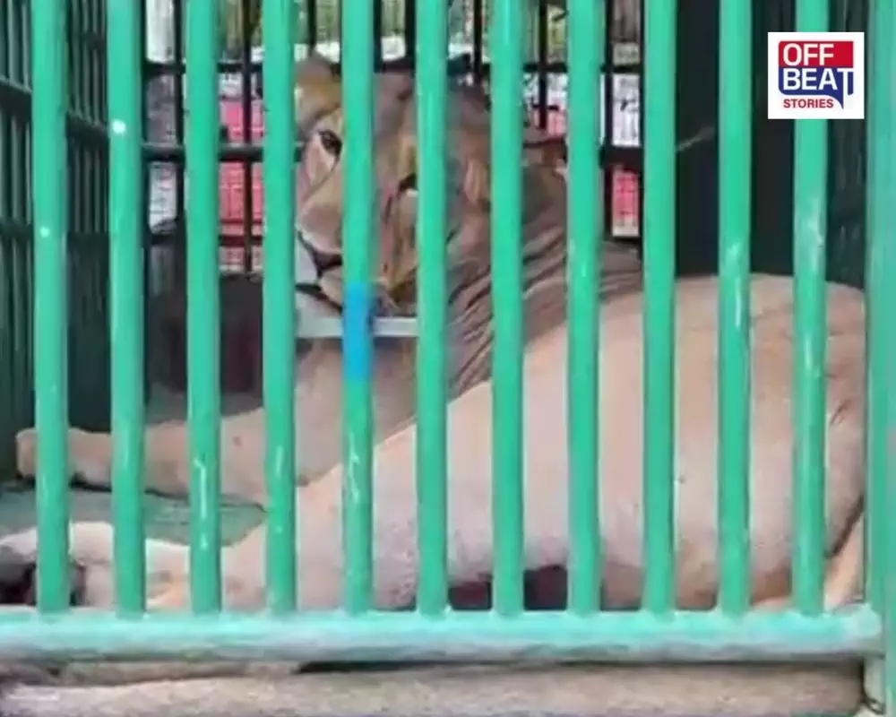 ગિરનારમાં સિંહના હુમલાથી ચકચાર