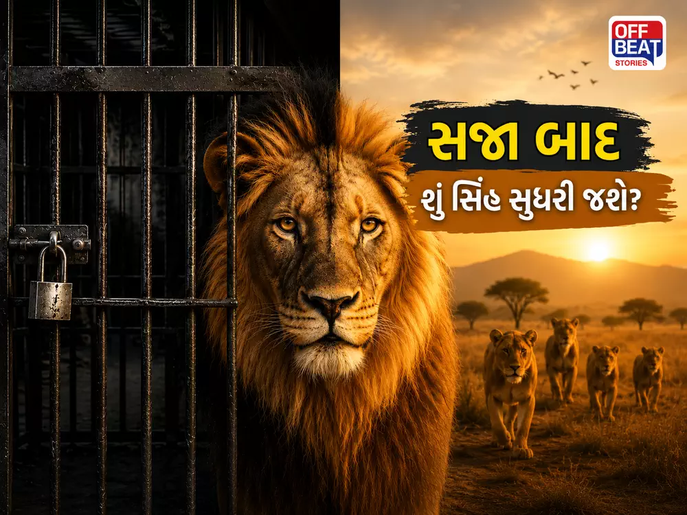 સિંહનો હુમલો થયો એટલે જે મળે તેને પાંજરે પૂરવો જ એક માત્ર ઉકેલ?