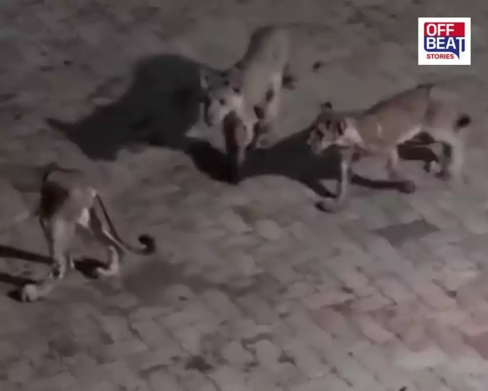 અમરેલીમાં ફરી સિંહોની દસ્તક
